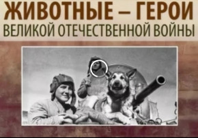 Животные - герои Великой Отечественной Войны Животные - герои Великой Отечественной Войны.